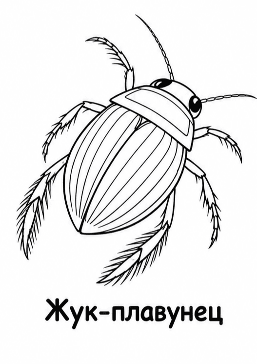 Раскраски насекомых