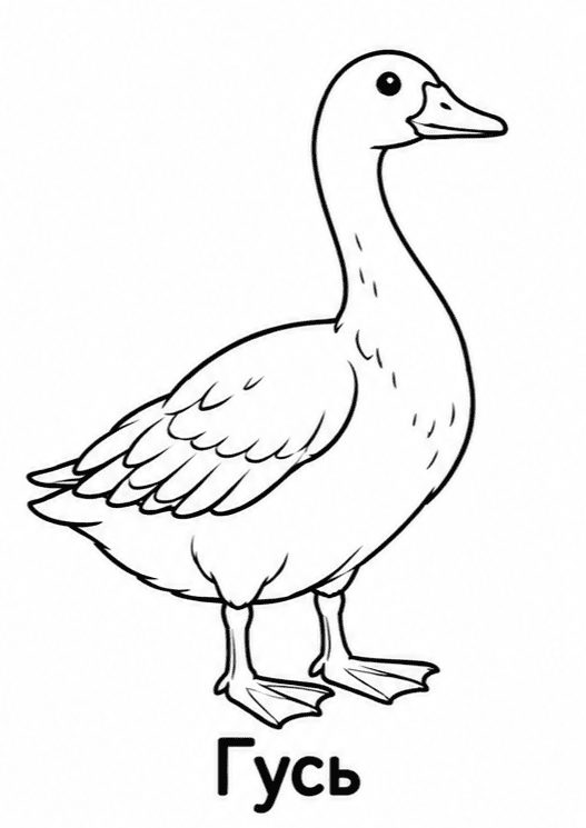 Раскраски птиц