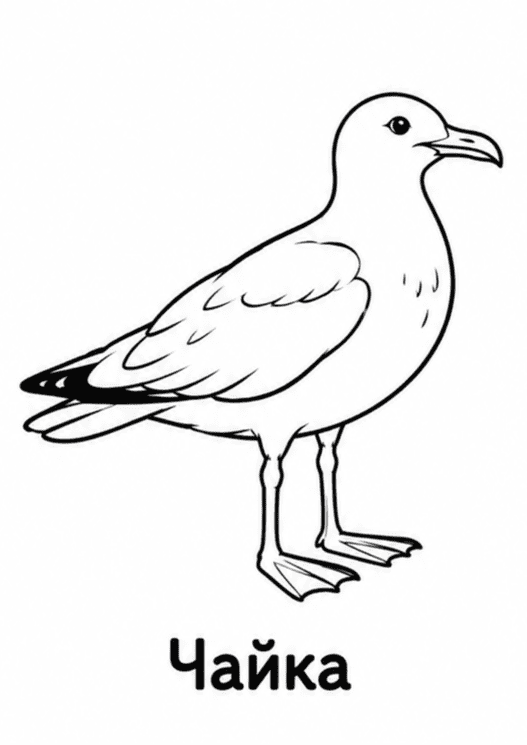 Раскраски птиц